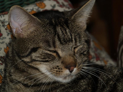 balthazar